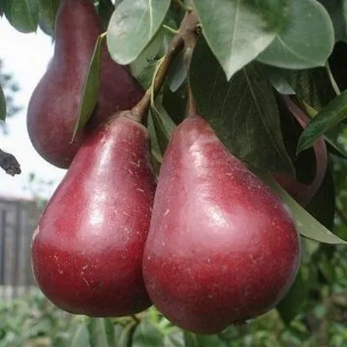 Груша СТАРКРИМСОН  Груша СТАРКРИМСОН в Москве