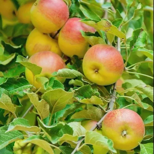 Яблоня ПАМЯТЬ БЛЫНСКОГО колонновидная  Яблоня ПАМЯТЬ БЛЫНСКОГО колонновидная в Москве