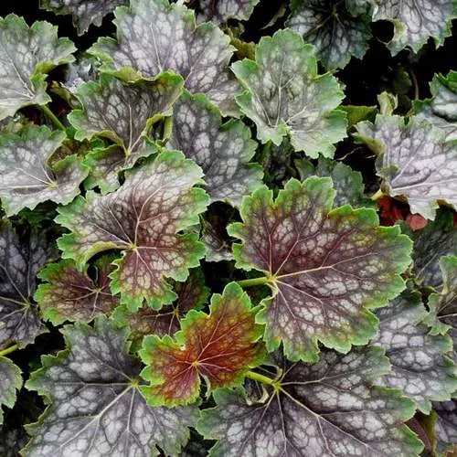 Гейхера МАРВЕЛОС МАРБЛ СИЛЬВЕР  Гейхера МАРВЕЛОС МАРБЛ СИЛЬВЕР в Москве