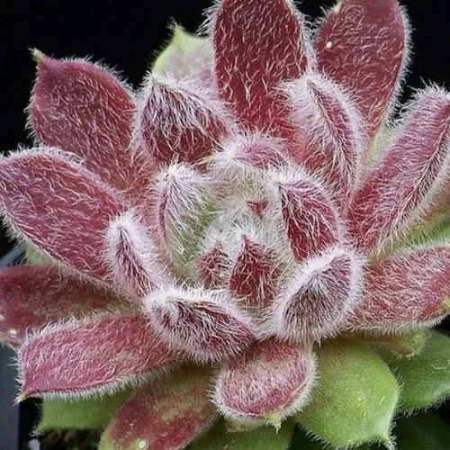 Молодило ТАРАНТУЛА в Москве