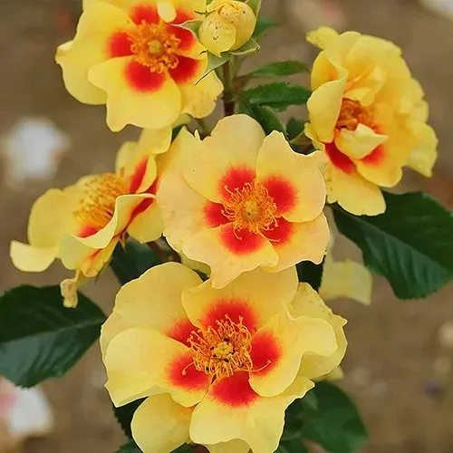 Саженцы роз АЙ ОФ ЗЕ ТАЙГЕР флорибунда в Москве