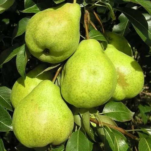 Груша АВГУСТОВСКАЯ РОСА  Груша АВГУСТОВСКАЯ РОСА в Москве