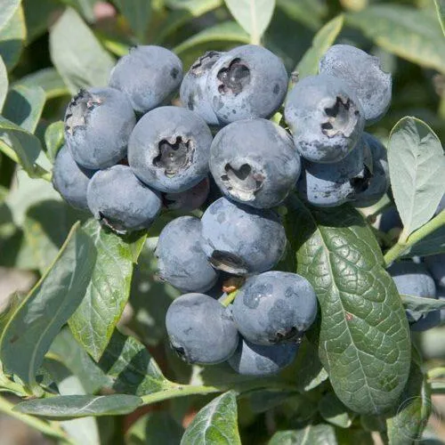 Голубика БРИГИТТА  Голубика БРИГИТТА в Москве