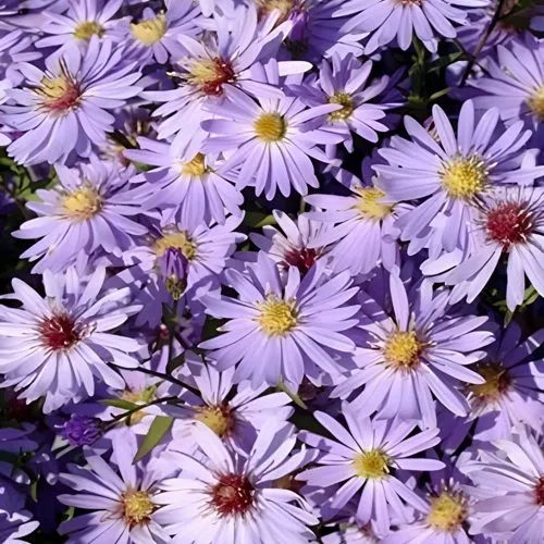 Астра БЛЮ ХЕВЕН сердцелистная  Астра БЛЮ ХЕВЕН сердцелистная в Москве