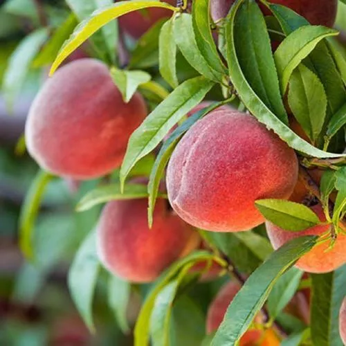 Персик РЭД ХЕВЕН  Персик РЭД ХЕВЕН в Москве