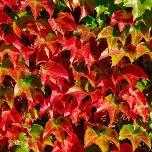 Девичий виноград тройчатый ВИЧИ  Девичий виноград тройчатый ВИЧИ в Москве