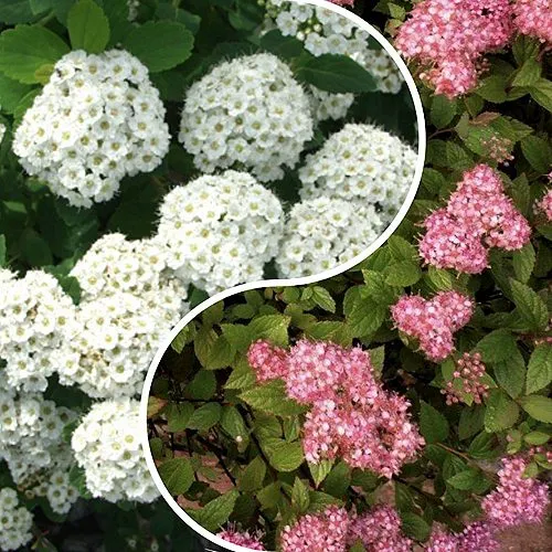 Комплект ТАЛАНТЛИВЫЙ САДОВОД в Москве