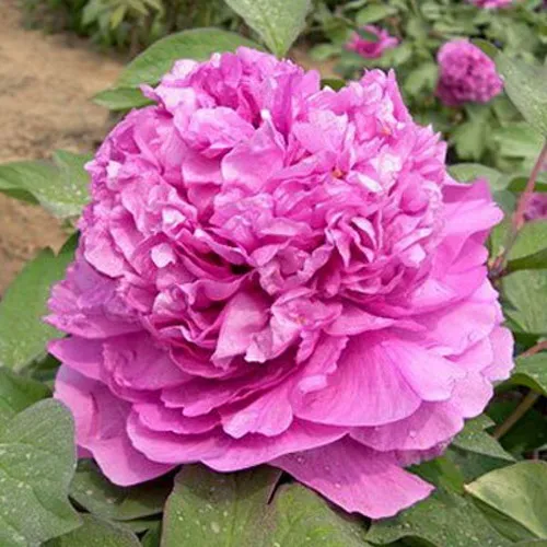 саженцы пиона саженцы пиона