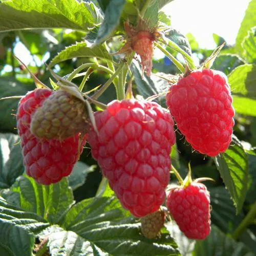 Саженцы малины Жар-птица