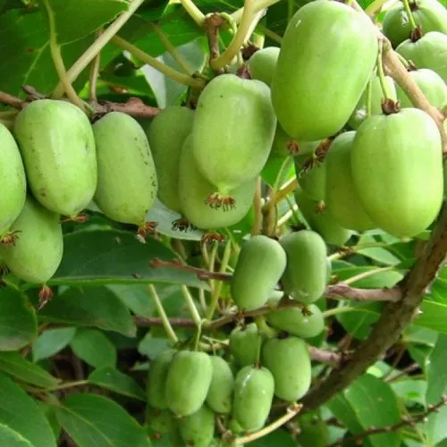 саженцы актинидии саженцы актинидии