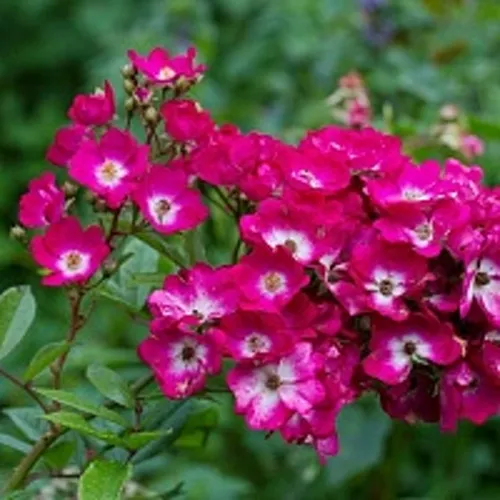 Саженцы роз МАРДЖОРИ ФЕЙР полиантовая в Москве