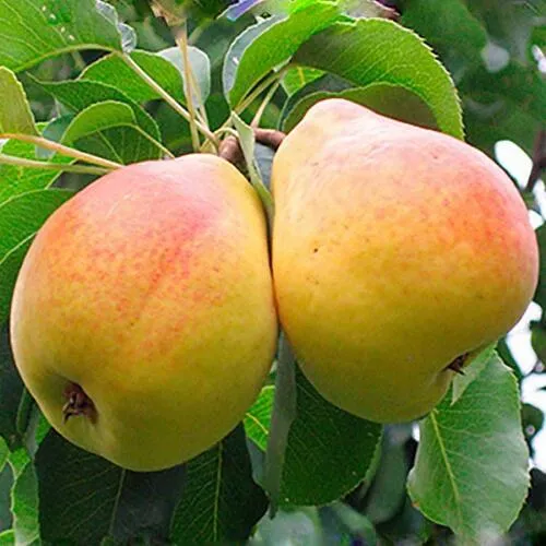 груша ФЛЕЙТА груша ФЛЕЙТА