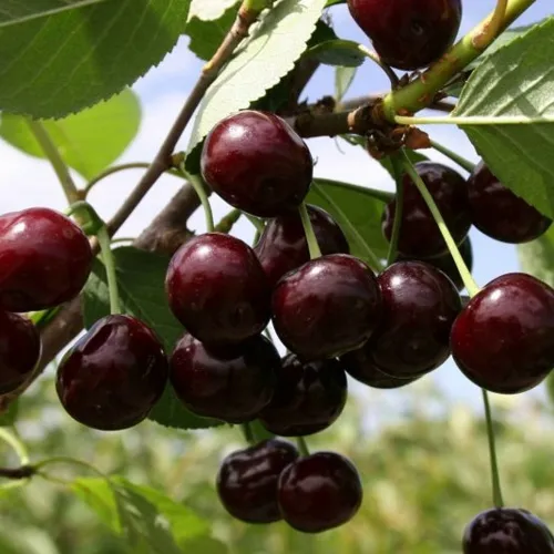 Вишня СВЕРДЛОВЧАНКА степная в Москве