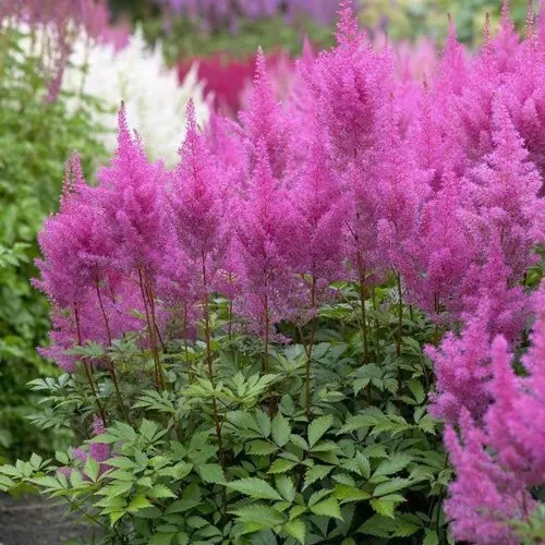 Астильба АМЕТИСТ Арендса  Астильба АМЕТИСТ Арендса в Москве