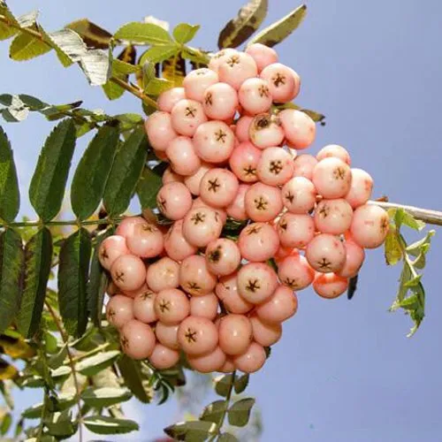 Рябина ПИНК ВЕЙЛ  Рябина ПИНК ВЕЙЛ в Москве