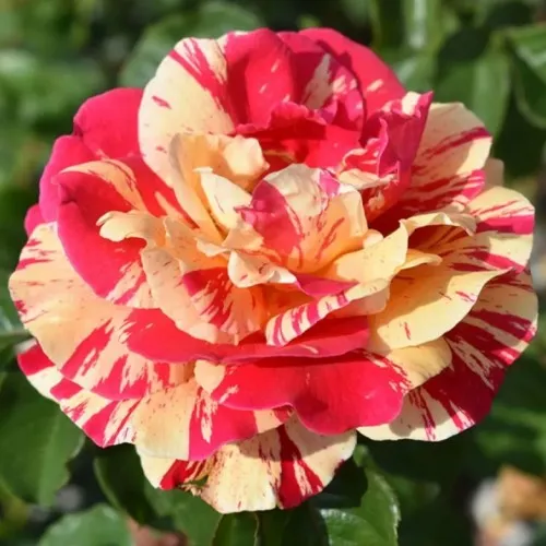 Саженцы роз ВАНИЛЛА ФРАЙЗ плетистая в Москве