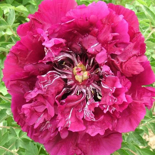 Пион ПУРПУРНЫЙ ОКЕАН древовидный  Пион ПУРПУРНЫЙ ОКЕАН древовидный в Москве