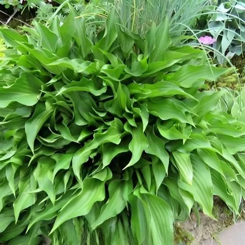 Хоста ГАРРИ ВАН ТРИЕР в Москве