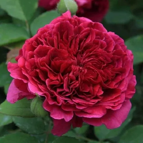 Саженцы роз ТЕСС ОФ ЗЕ ДЭРБЕРВИЛЛЬ английская в Москве