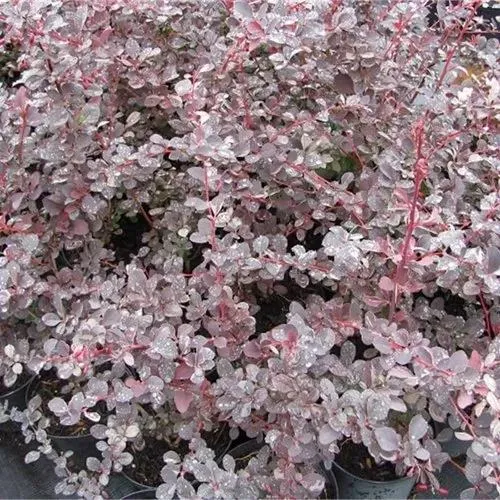 Барбарис СИЛЬВЕР МИЛЕС оттавский   Барбарис СИЛЬВЕР МИЛЕС оттавский  в Москве