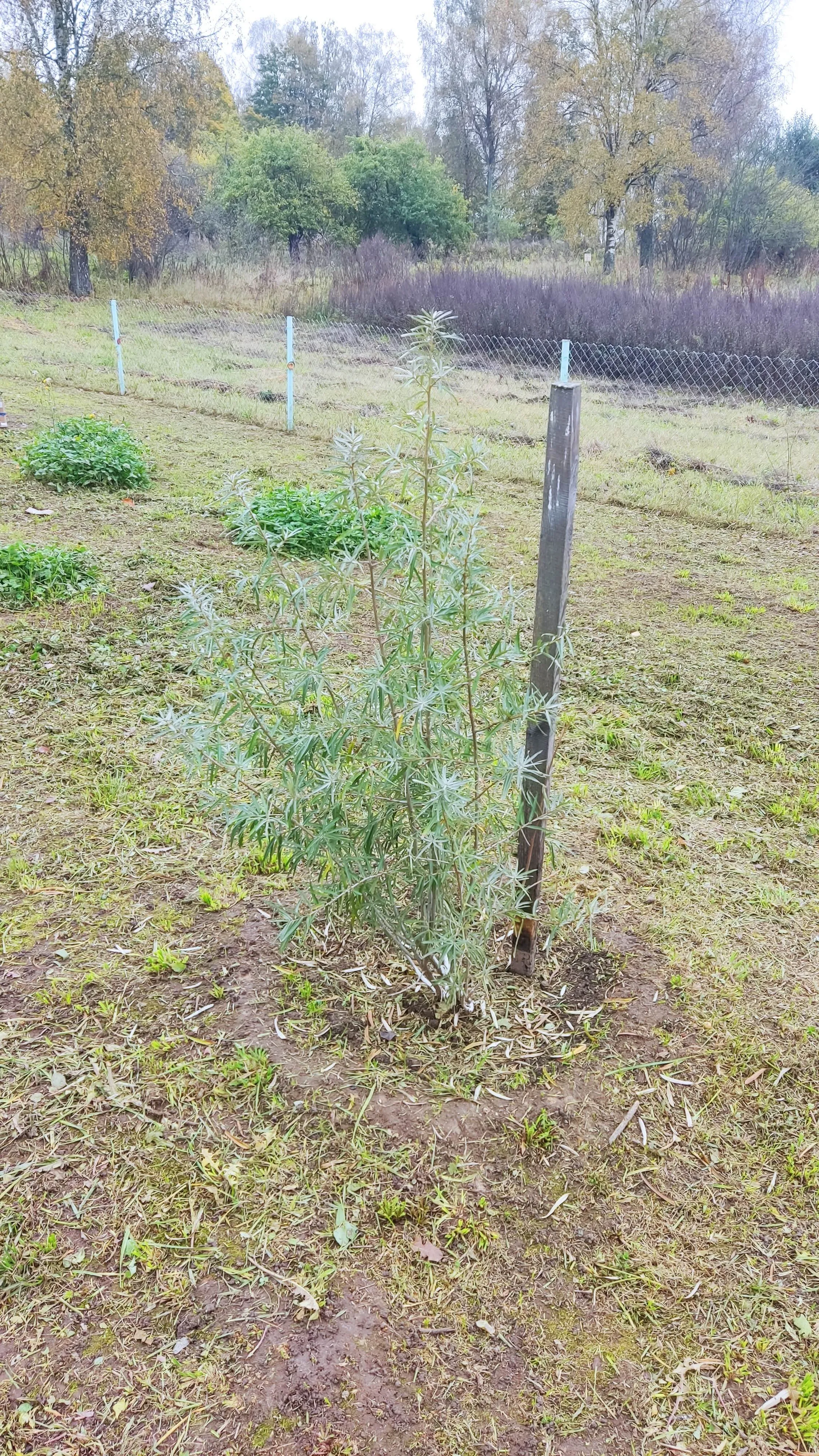 Роман Роман