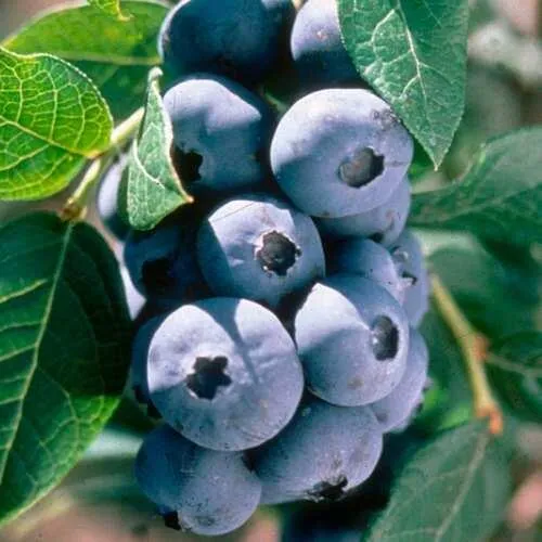 саженцы голубики саженцы голубики