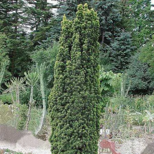 Тис ФАСТИГИАТА РОБУСТА  ягодный   Тис ФАСТИГИАТА РОБУСТА  ягодный  в Москве