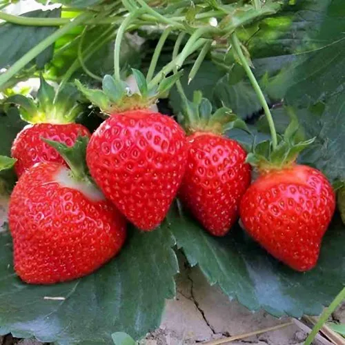 Клубника ТЕА в Москве