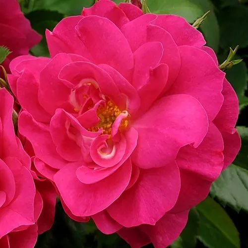 Саженцы роз ДЖОРДЖ ВАНКУВЕР флорибунда в Москве