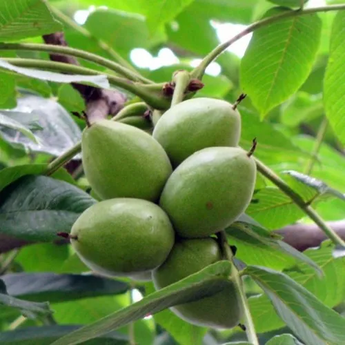 Орех маньчжурский МИЧУРИНЕЦ в Москве