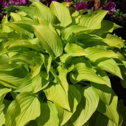 Хоста ХИДОН САНСЕТ в Москве