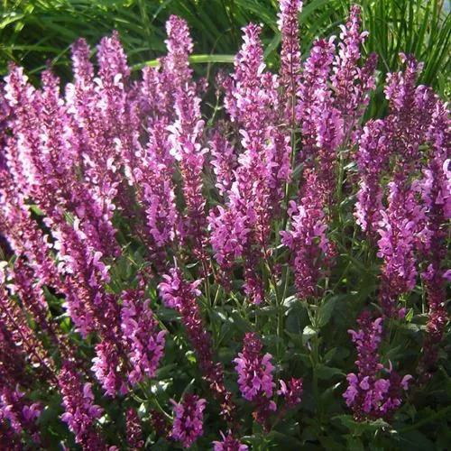 саженцы шалфея саженцы шалфея