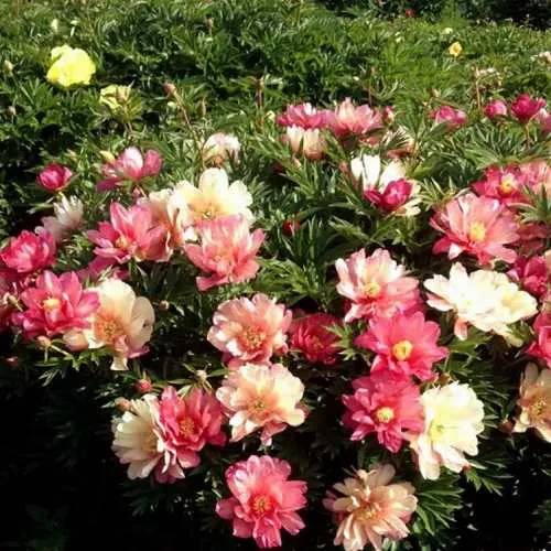 Пион ДЖУЛИЯ РОУЗ ито-гибрид  Пион ДЖУЛИЯ РОУЗ ито-гибрид в Москве