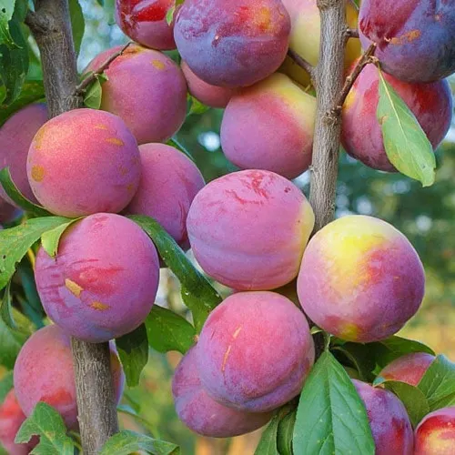 Слива КОЛОННОВИДНАЯ  Слива КОЛОННОВИДНАЯ в Москве