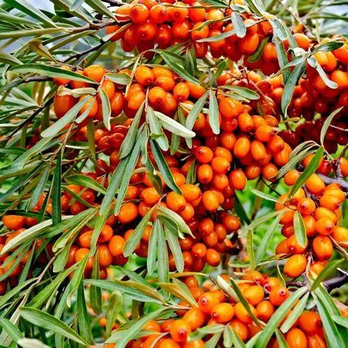 Облепиха ДЖЕМОВАЯ  Облепиха ДЖЕМОВАЯ в Москве