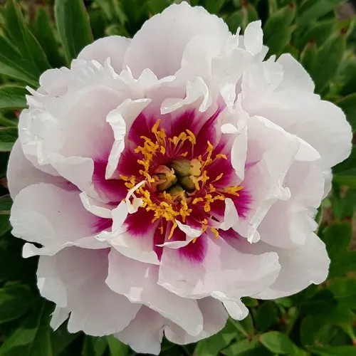 саженцы пиона саженцы пиона