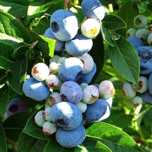 Голубика ВЕЙМУТ  Голубика ВЕЙМУТ в Москве