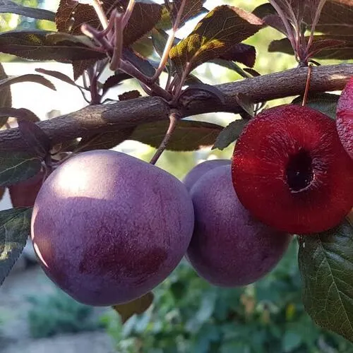 Слива ПАННА  в Москве