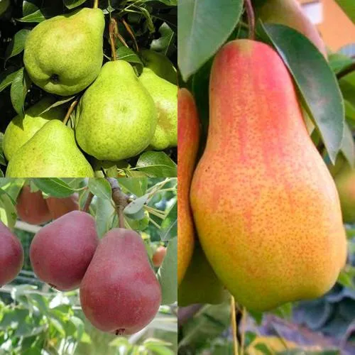 Комплект ГРУШЕВОЕ АССОРТИ в Москве