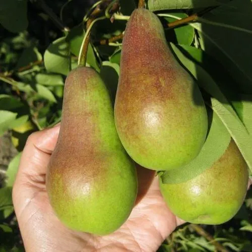 Груша ТАЛГАРСКАЯ КРАСАВИЦА в Москве