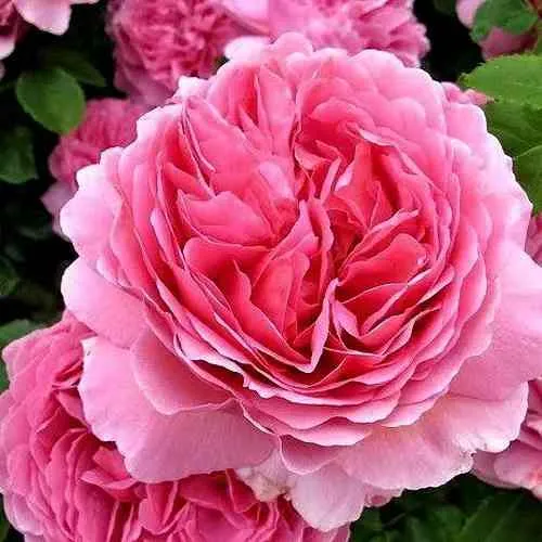 Саженцы роз ПРИНЦЕССА АЛЕКСАНДРА ОФ КЕНТ английская  Саженцы роз ПРИНЦЕССА АЛЕКСАНДРА ОФ КЕНТ английская в Москве