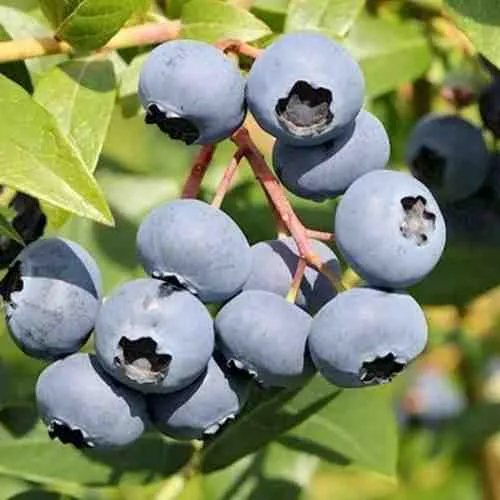 Голубика КРОЭТЭН  Голубика КРОЭТЭН в Москве