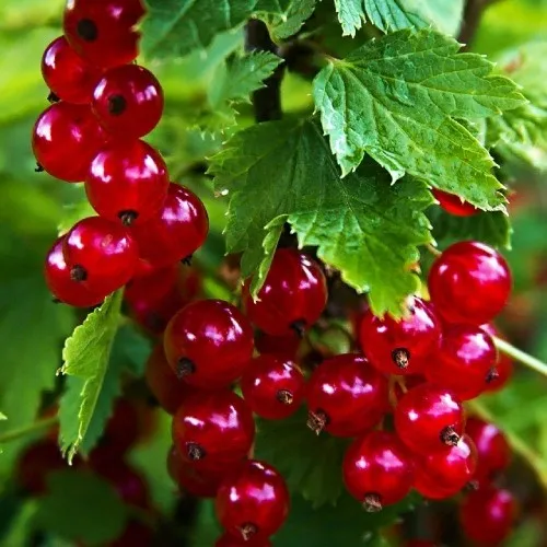 Смородина красная РОЛАН в Москве