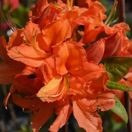 Азалия МАНДАРИН ЛАЙТС листопадная  Азалия МАНДАРИН ЛАЙТС листопадная в Москве