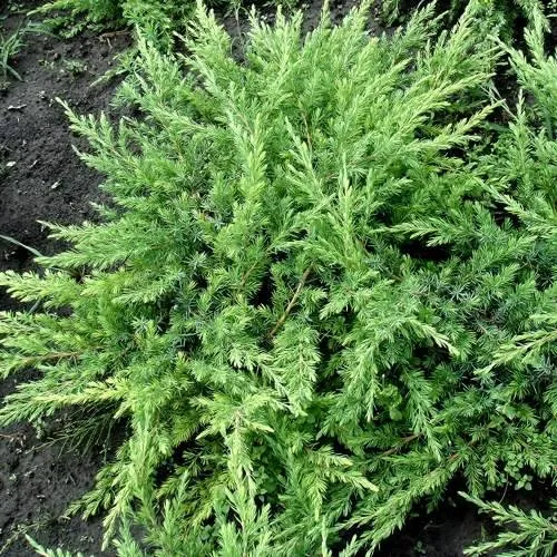 Можжевельник ШЛЯГЕР прибрежный в Москве