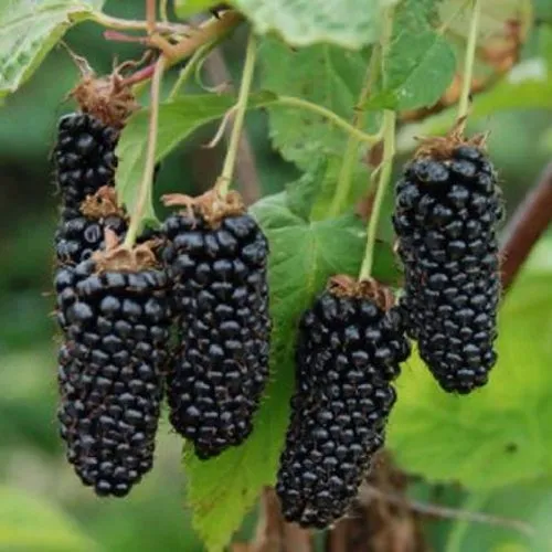 саженцы ежевики саженцы ежевики