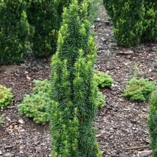 Тис ВОЙТЕК средний   Тис ВОЙТЕК средний  в Москве