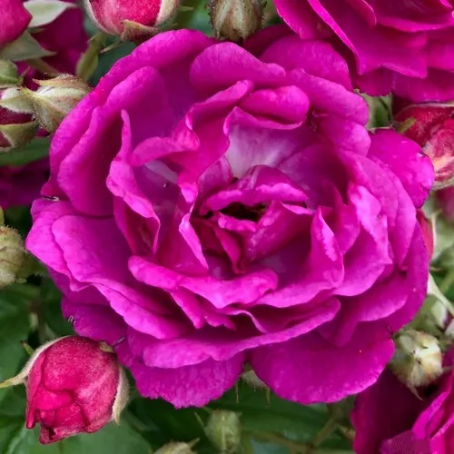 Саженцы роз ПЕРПЛ СИЛУЕТТА плетистая  Саженцы роз ПЕРПЛ СИЛУЕТТА плетистая в Москве