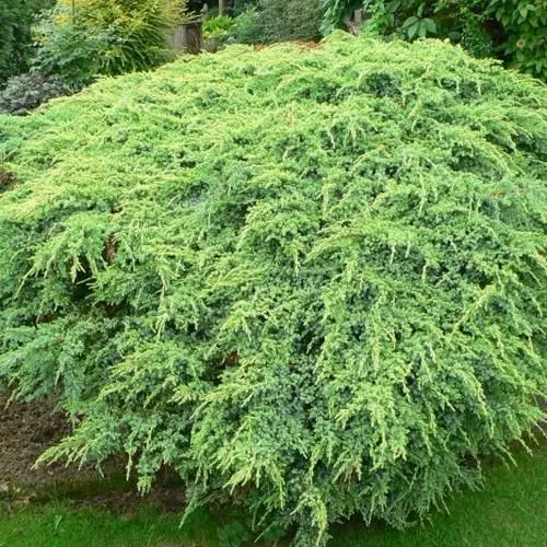 Можжевельник ХОЛГЕР чешуйчатый в Москве