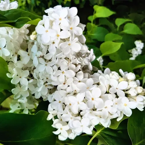 Сирень МАЛЕНЬКИЙ ПРИНЦ в Москве